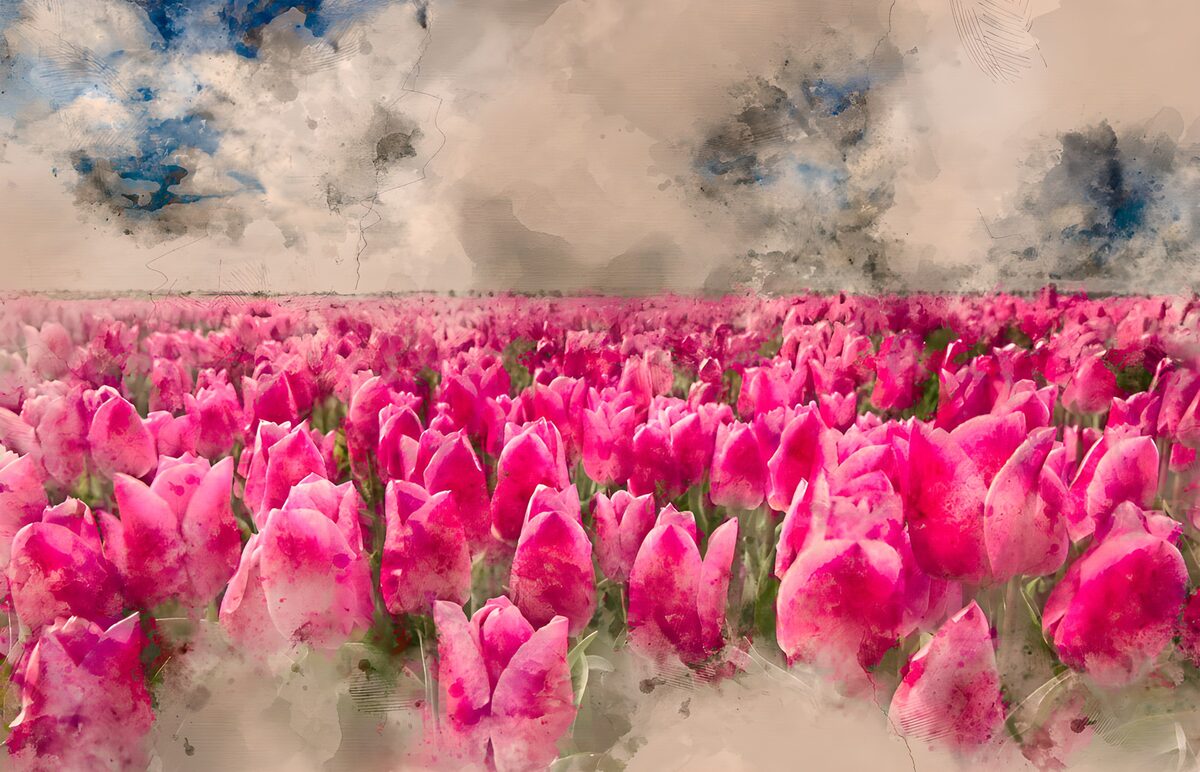 Prachtige roze tulpenvelden onder een lucht