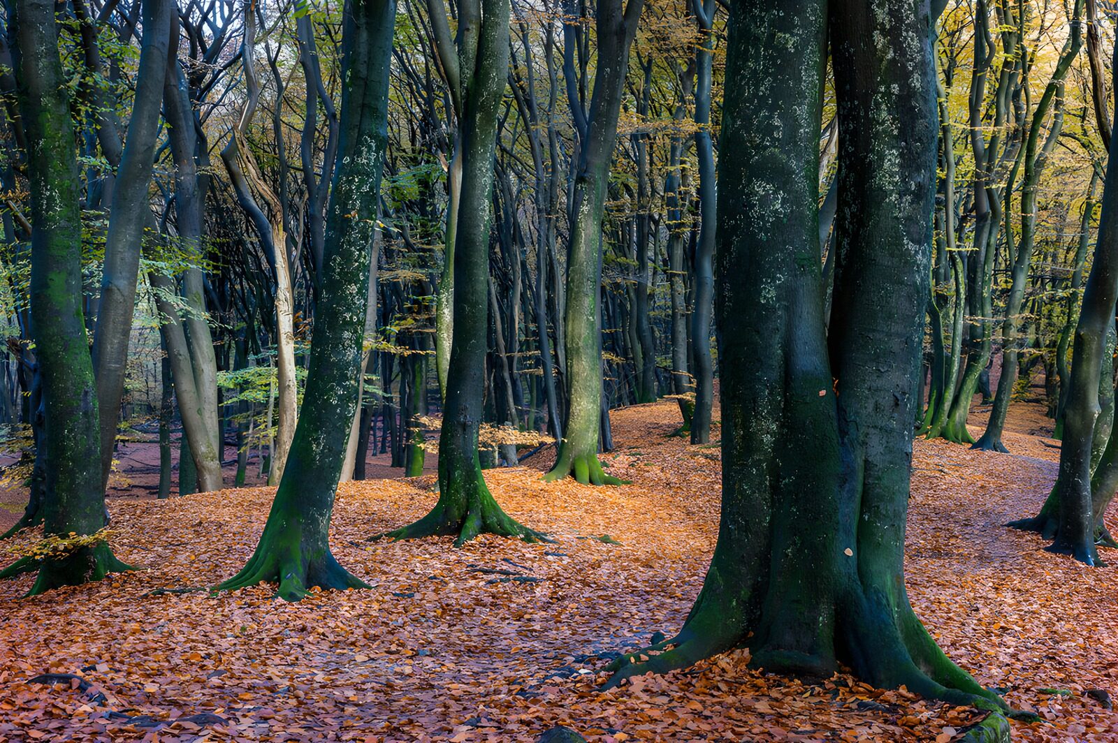 CW1399981: Herfstwandeling tussen de bomen