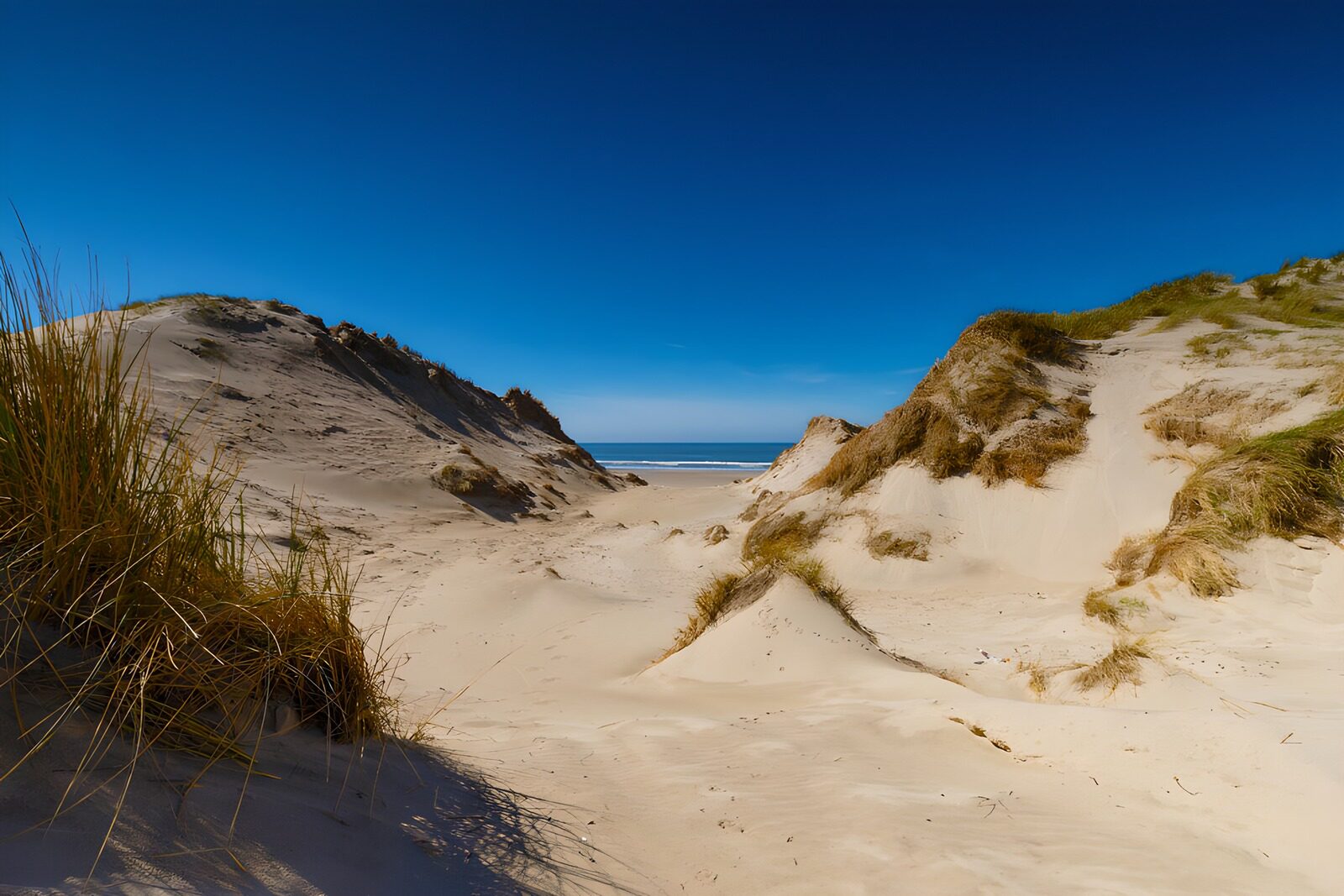 CW9081888: Zandduinen aan de kust