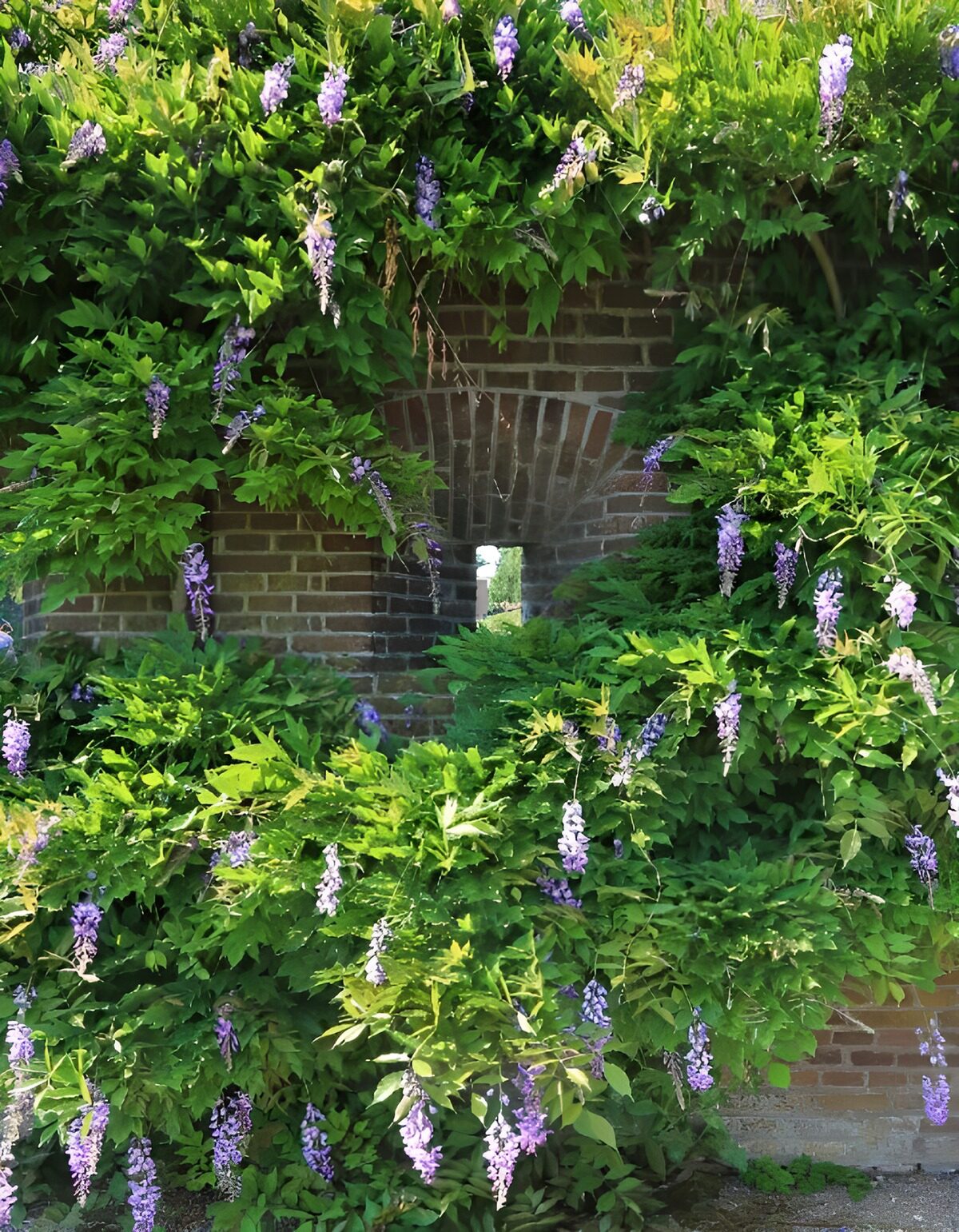 CW8775387: Prachtige bloeiende muur met wisteria