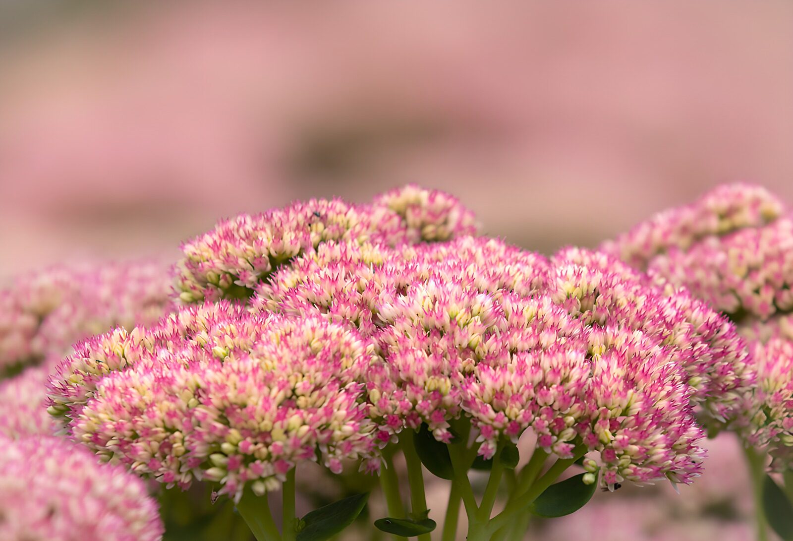 CW8850291: Roze vetkruid in volle bloei