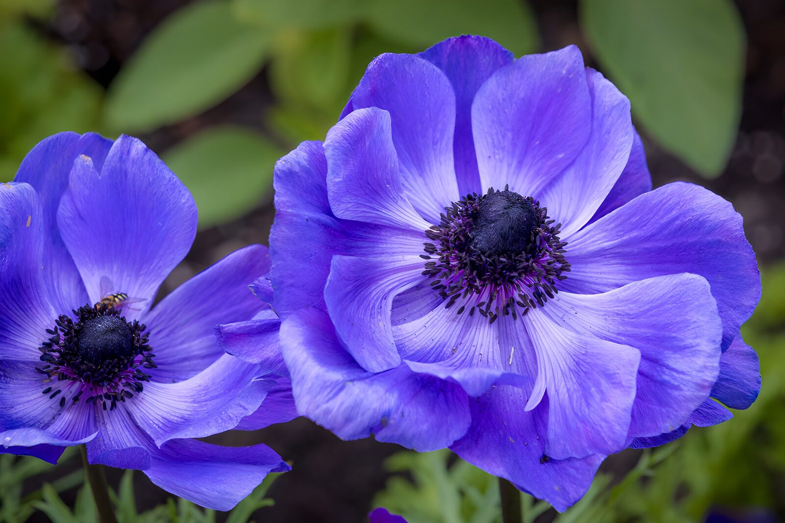 CW8427412: Paarse anemoonbloemen