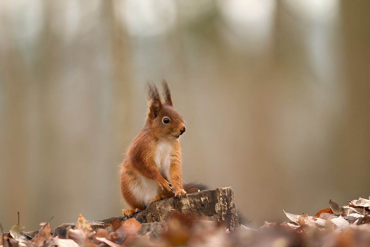 Schattig Eekhoorntje in het Bos