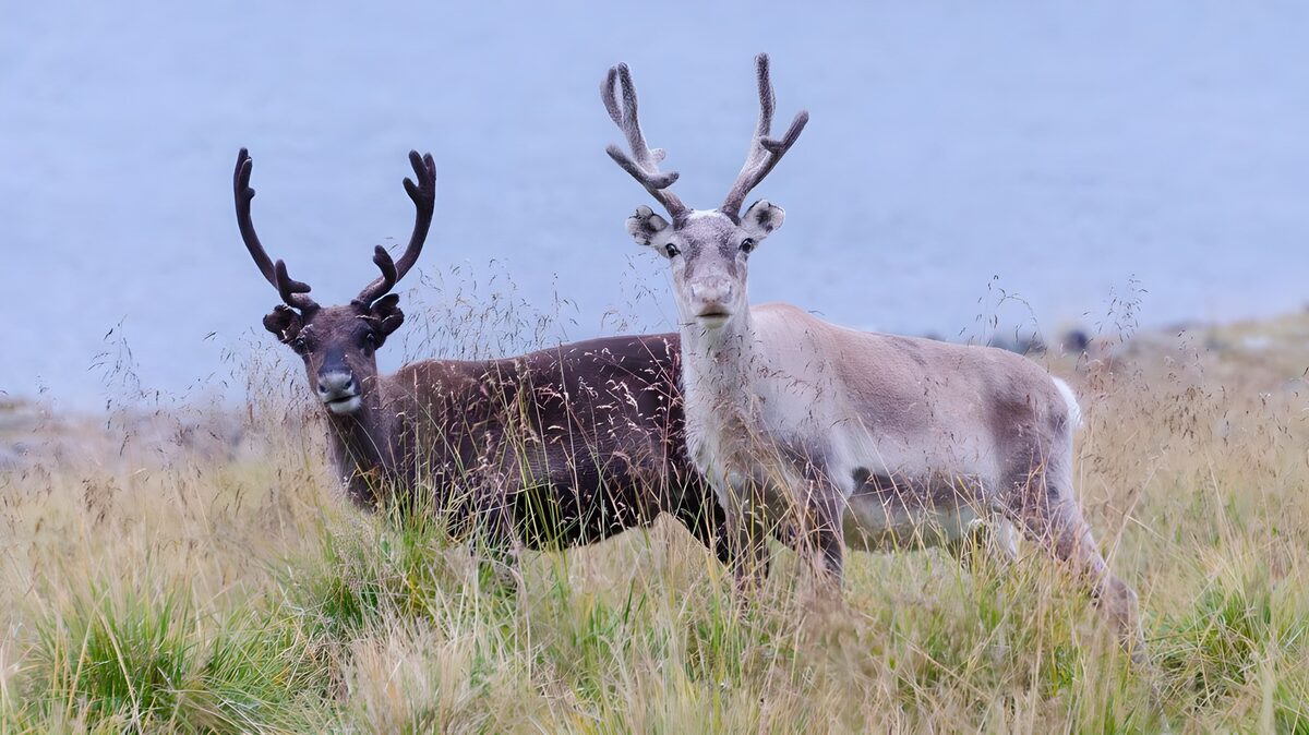 Twee rendieren in het groene gras