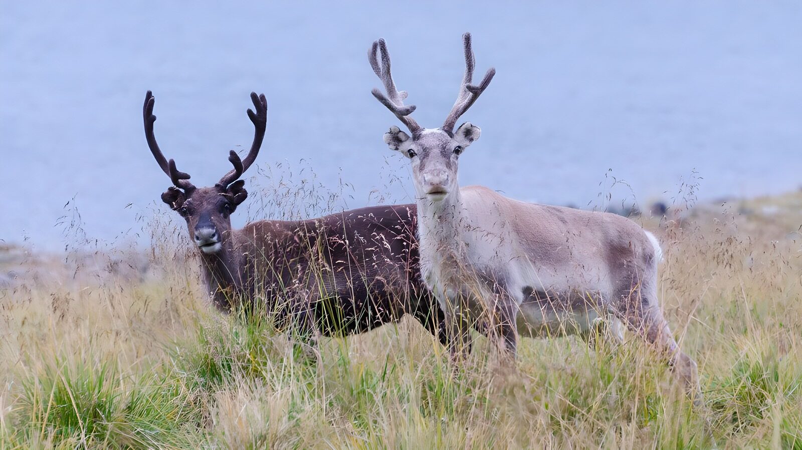 CW6940455: Twee rendieren in het groene gras