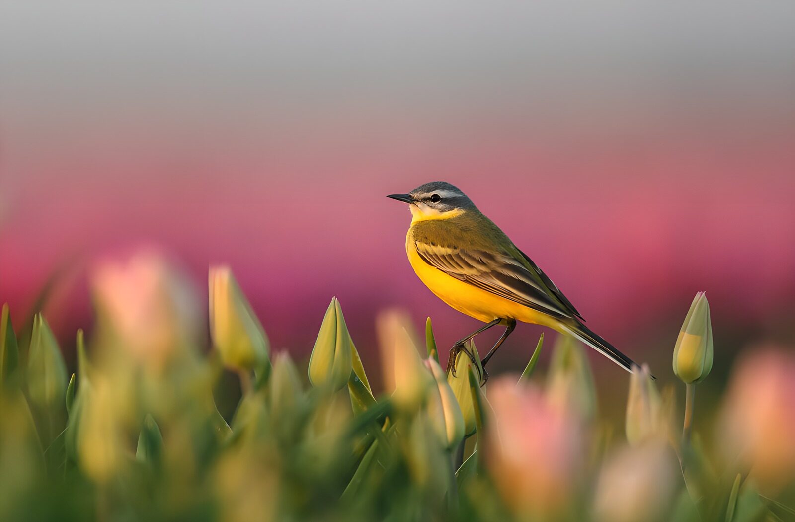CW7714017: Gele Kwikstaart in een bloeiende tuin