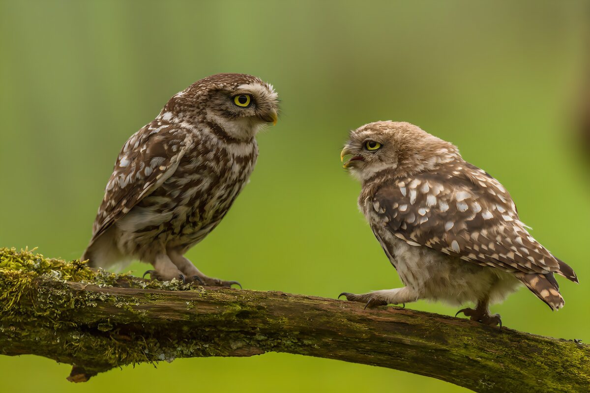Twee kleine uilen op een tak