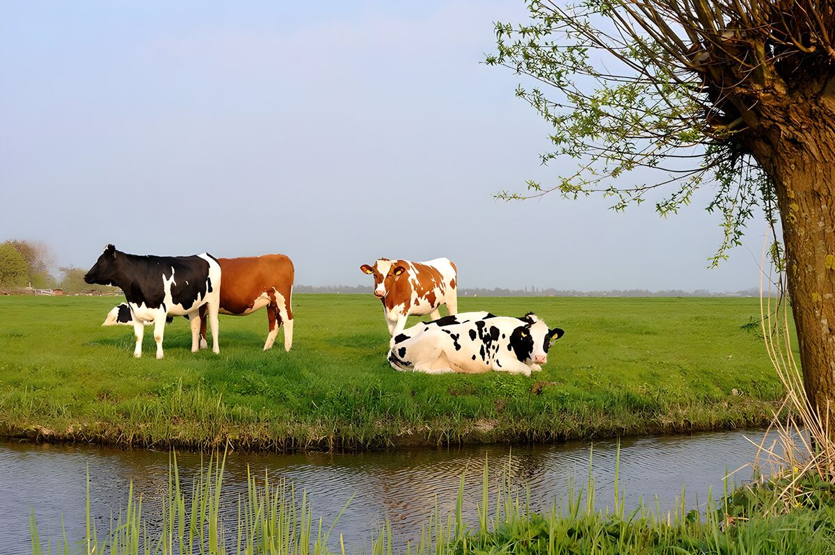 Vrolijke Koeien in het Groene Weiland