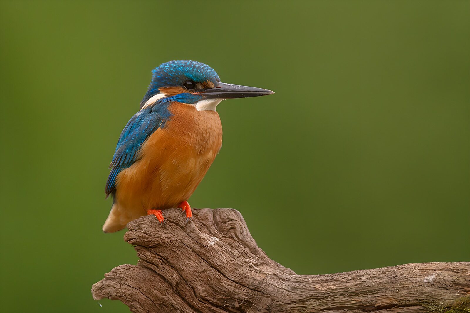 CW7716824: Prachtige ijsvogel op een tak