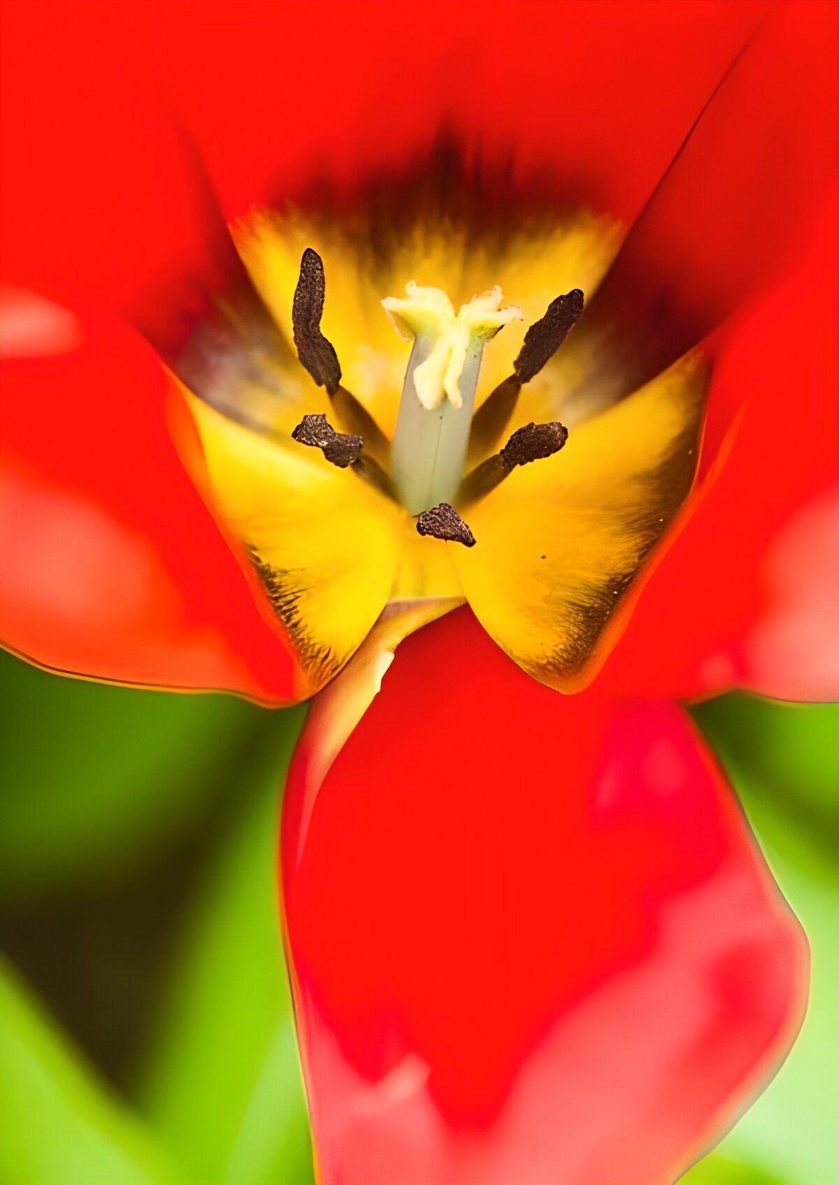 CW6399336: Schitterende rode tulp met geel hart