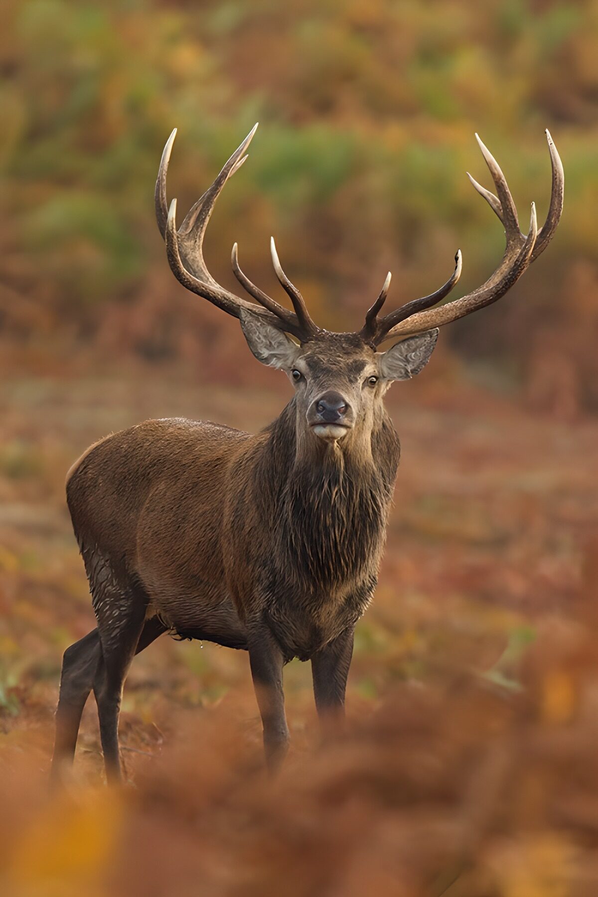 CW7364133: Majestueuze Hert in de Herfst