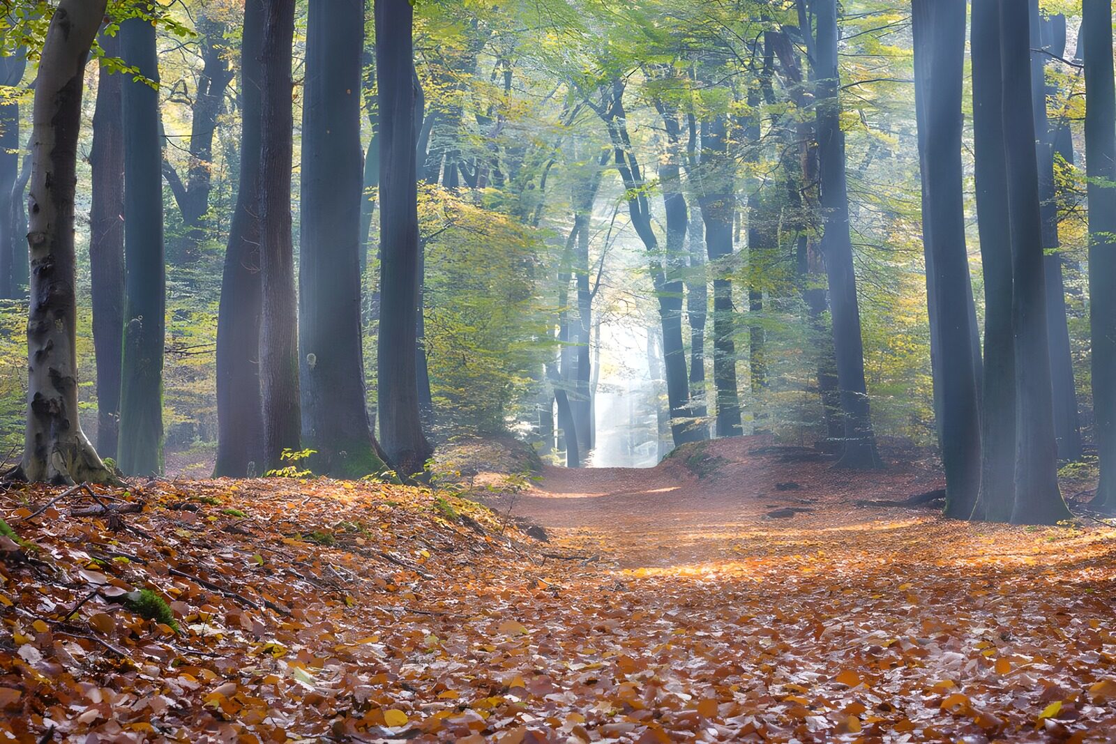 CW9598453: Mystieke Herfstwandeling