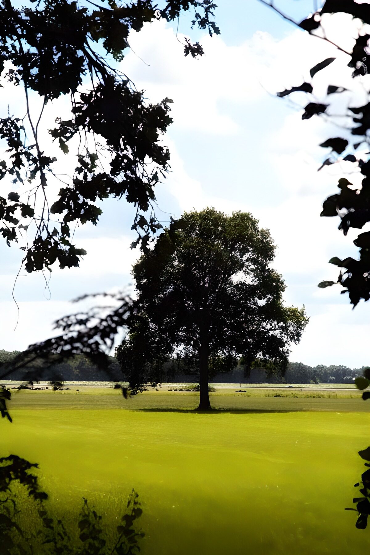 Eenzame boom in groen landschap