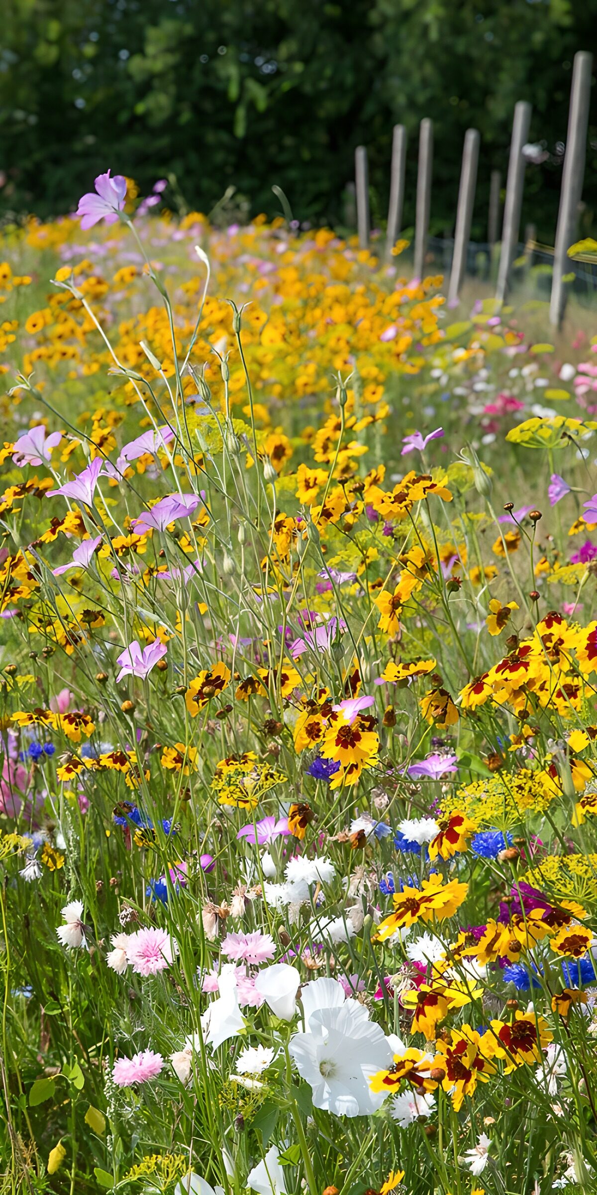 CW4983371: Kleurrijke bloemenweide in volle bloei