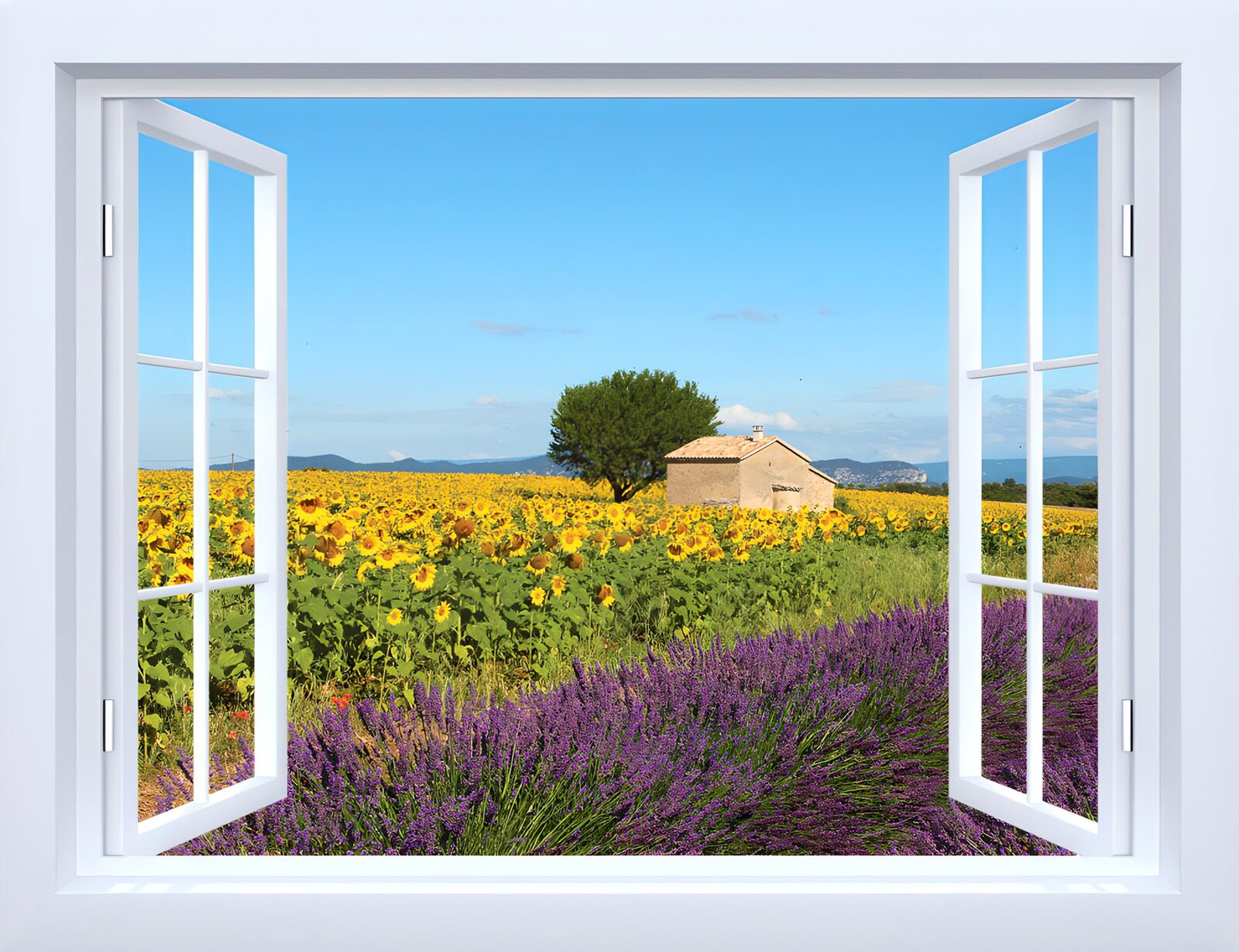CW6153388: Uitzicht op zonnebloemen en lavendel