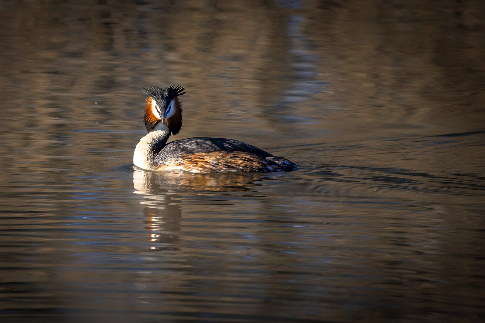 CW7647522: Fuut op het water