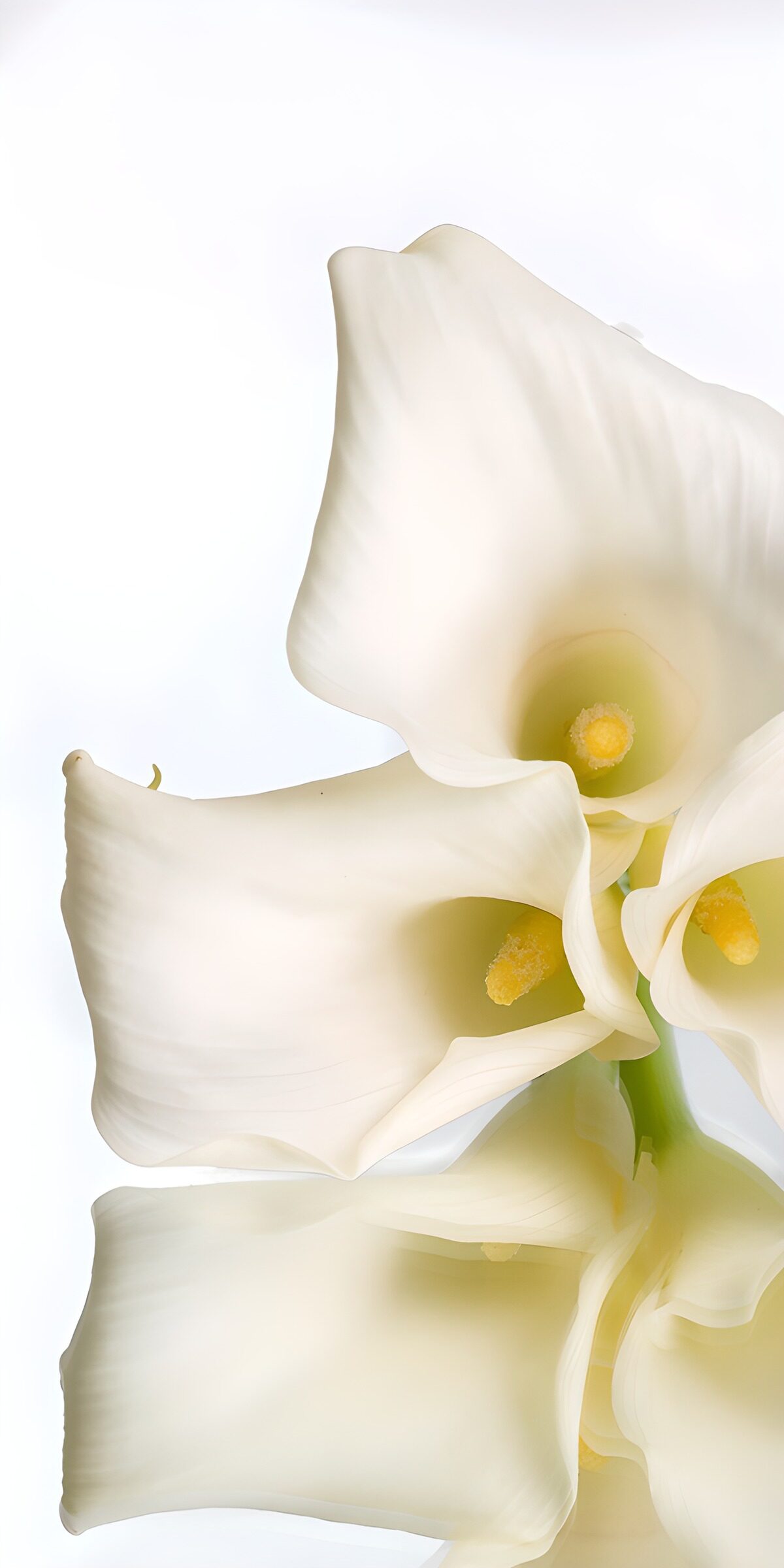 CW6018400: Elegante witte lelies in bloei