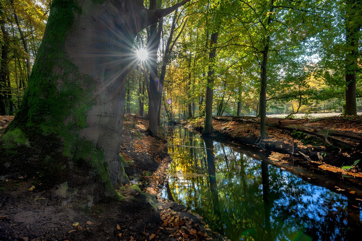 Stralend zonlicht in het bos