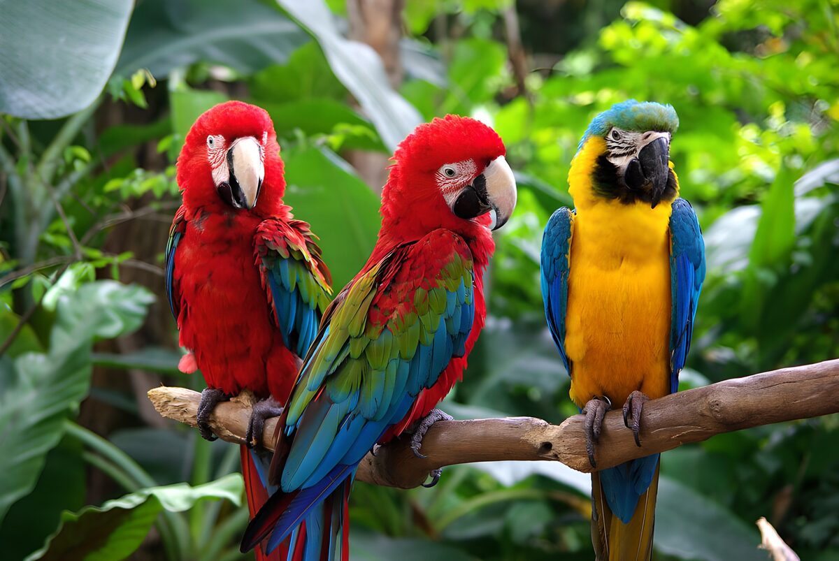 Kleurrijke papegaaien in de natuur