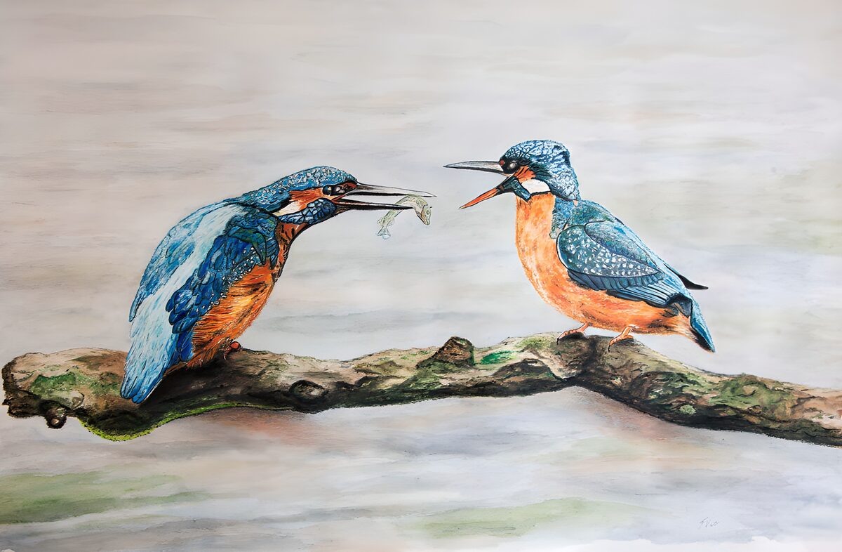 Voedertijd voor ijsvogels