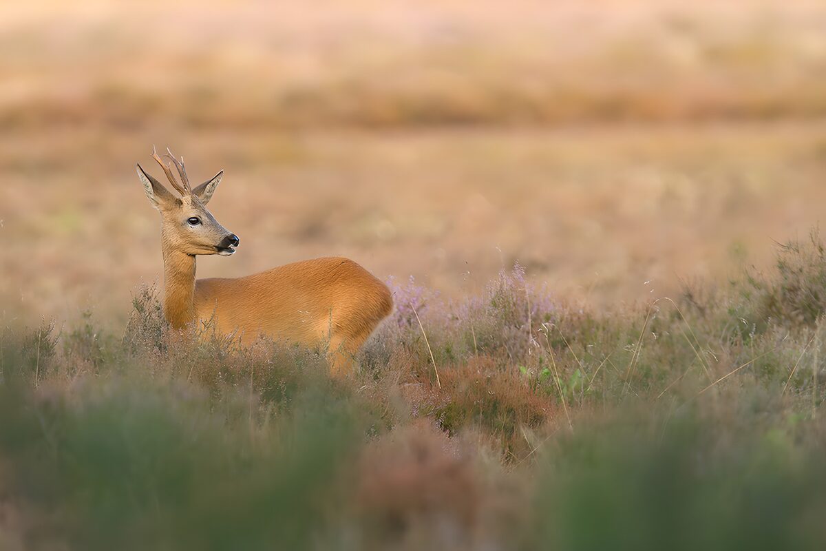 Ree in de natuur