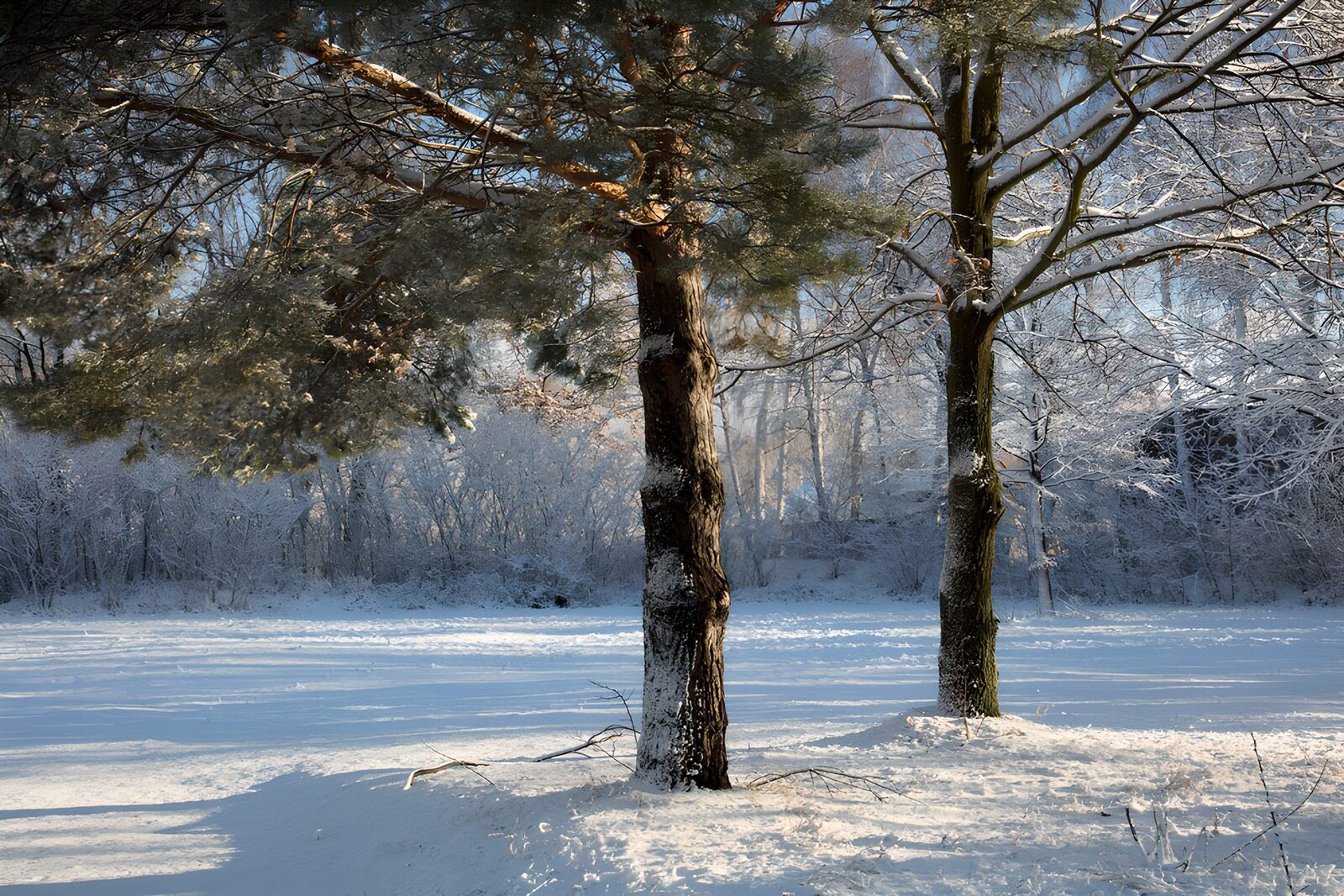 CW4882911: Sneeuwlandschap met dennenbomen