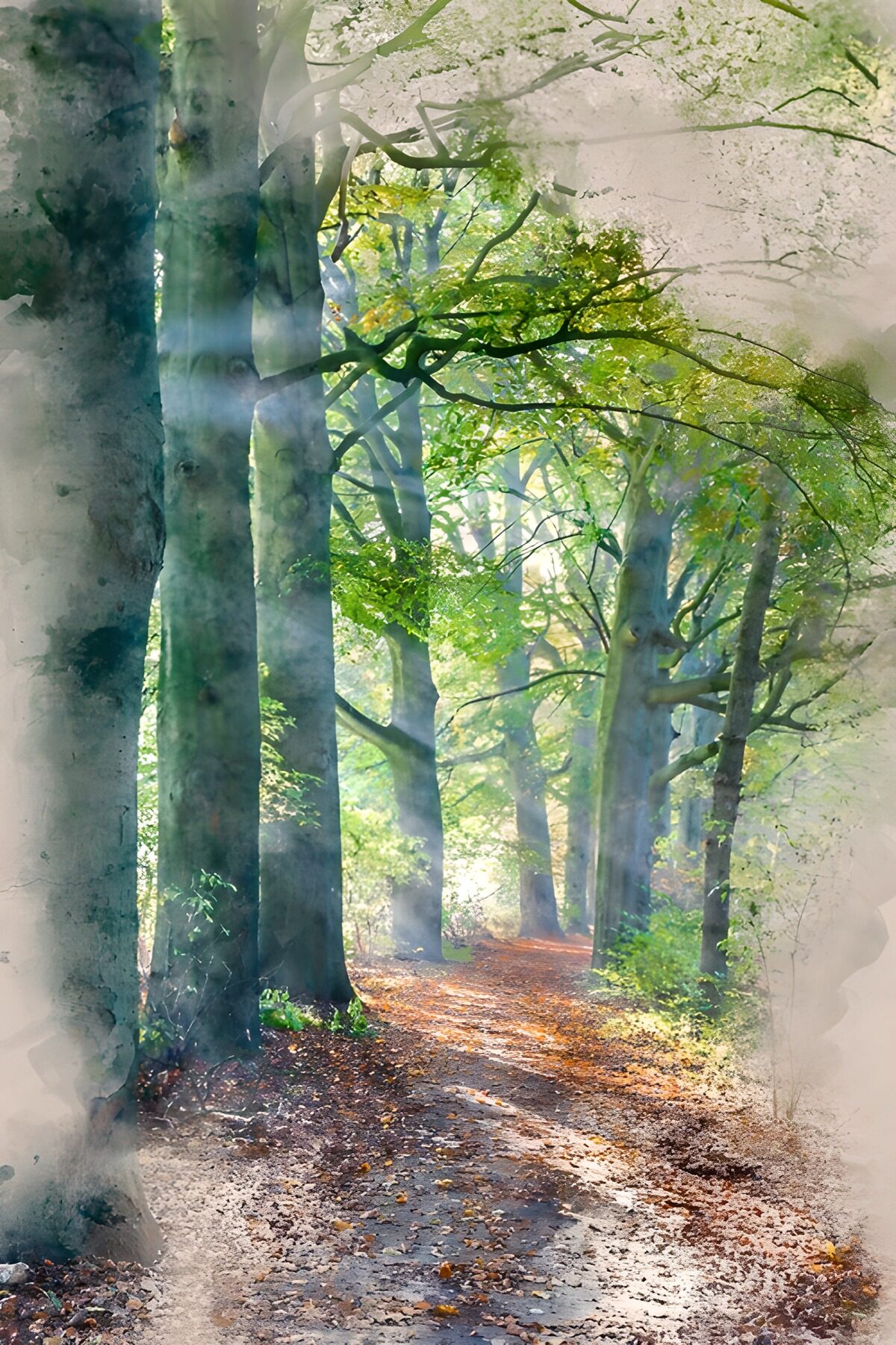 CW9183131: Mystiek Bospad in Herfstlicht