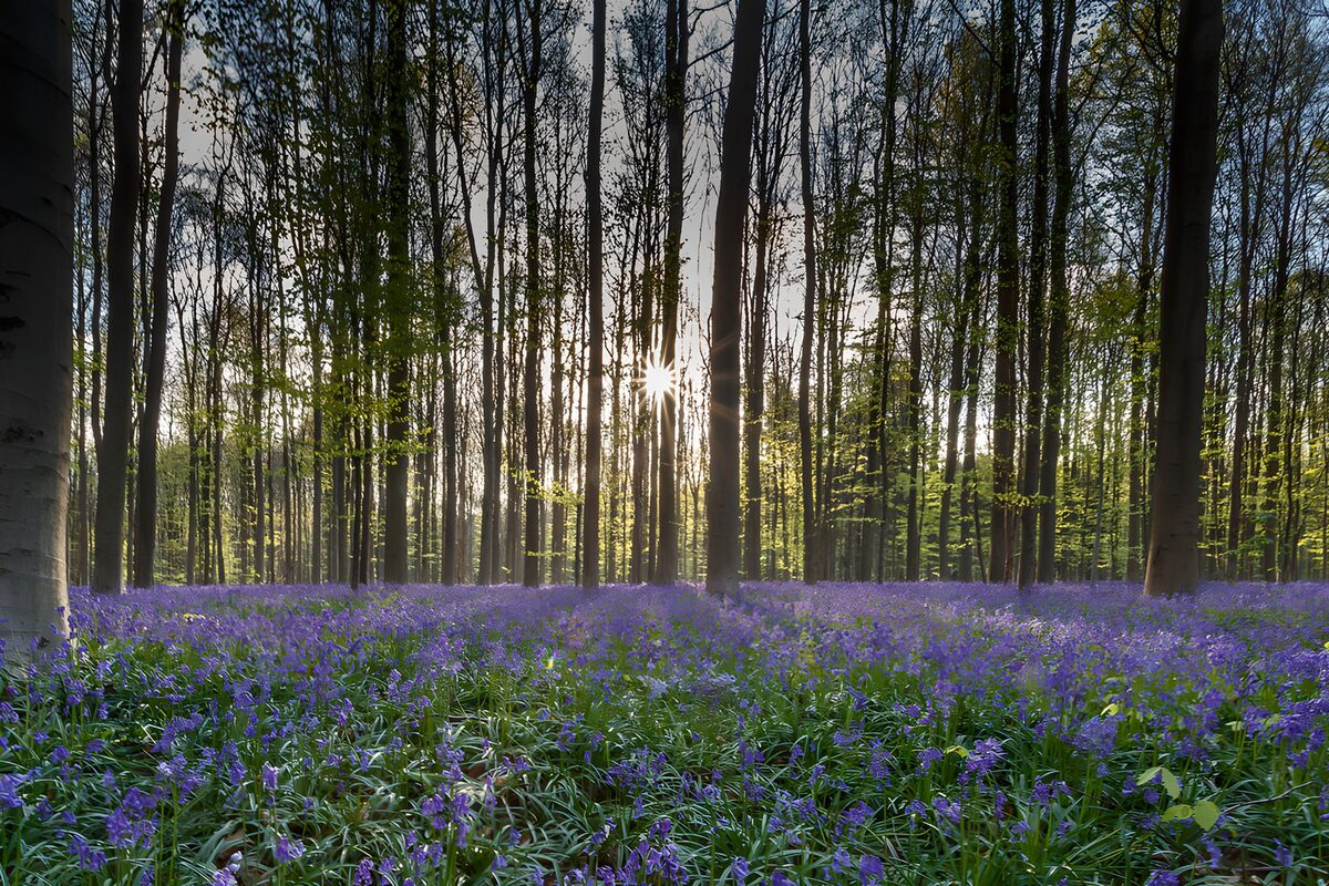 Prachtige bos met blauwe bloemen