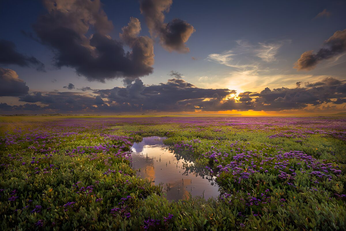 Prachtige paarse bloemenvelden bij zonsondergang