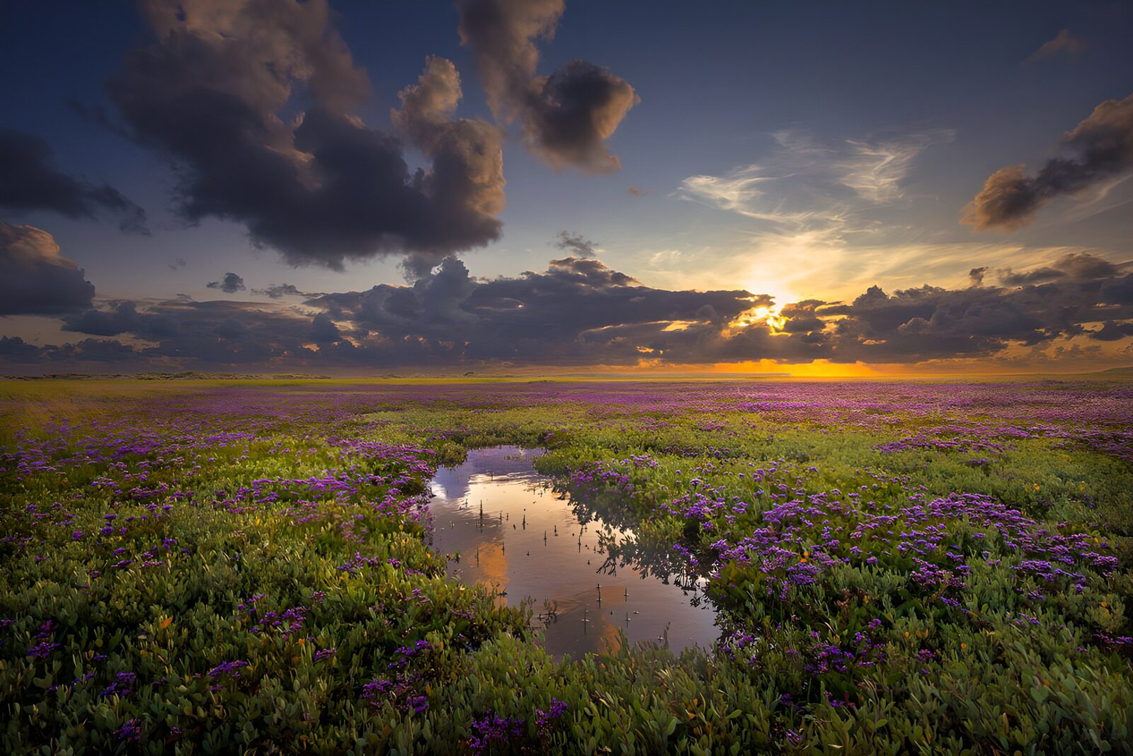 CW2297990: Prachtige paarse bloemenvelden bij zonsondergang