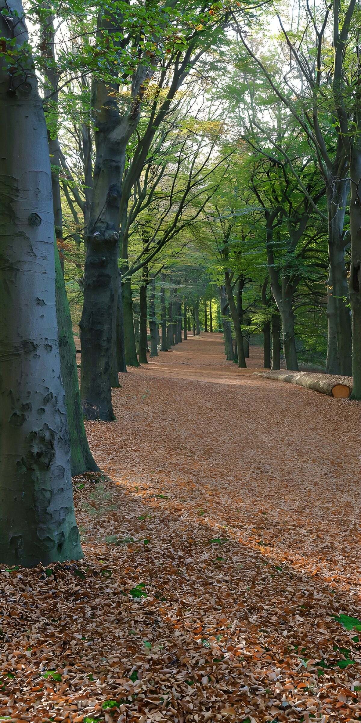 CW4247142: Boswandeling door herfstbladeren