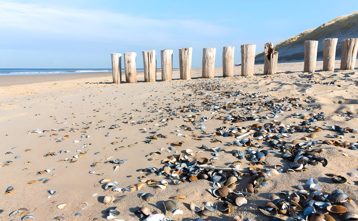 CW3813946: Rustig strand met schelpen en palen