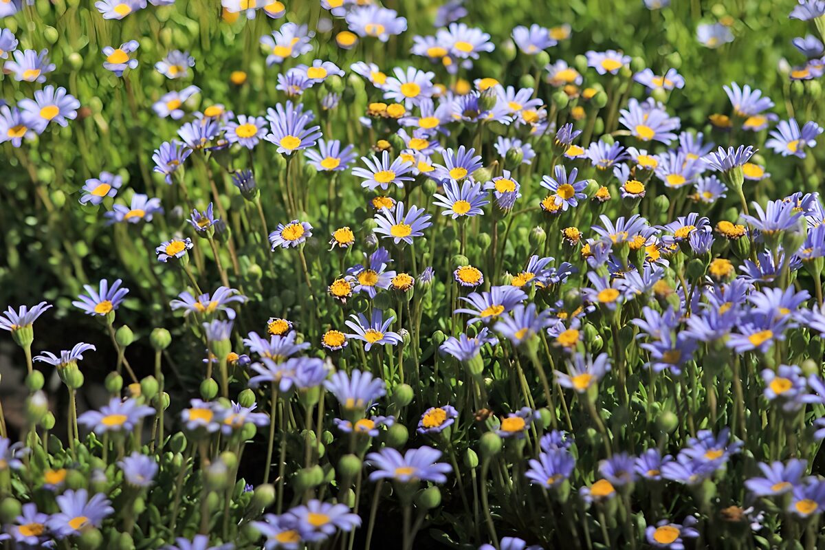 Prachtige paarse en gele bloemenweide