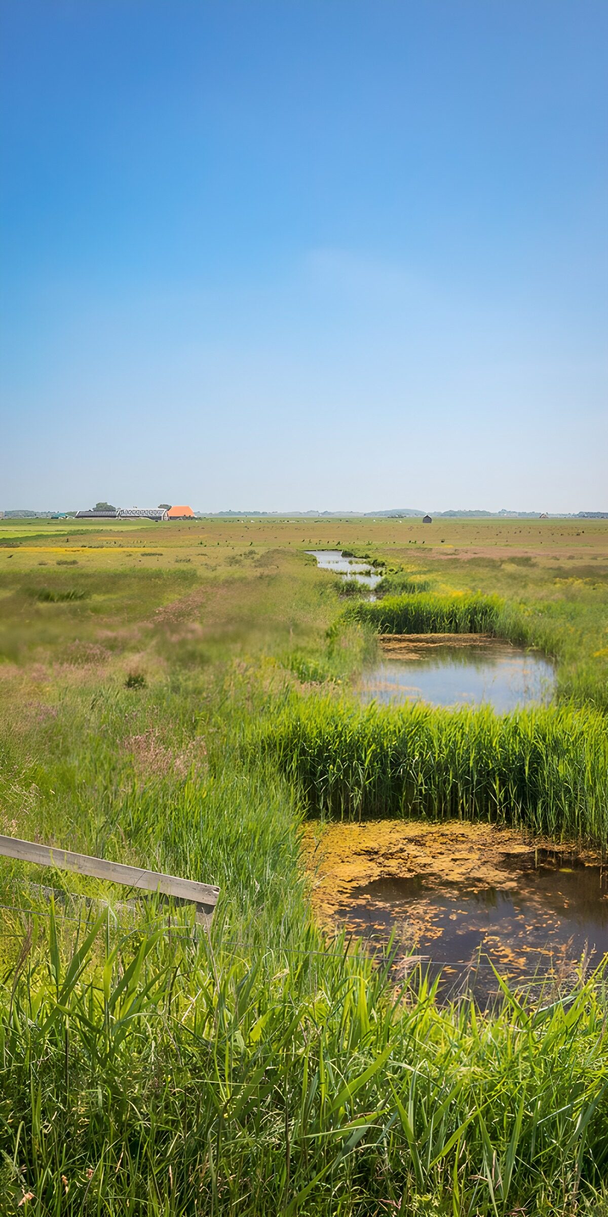 CW2603491: Rustig Moeraslandschap met Blauw Lucht