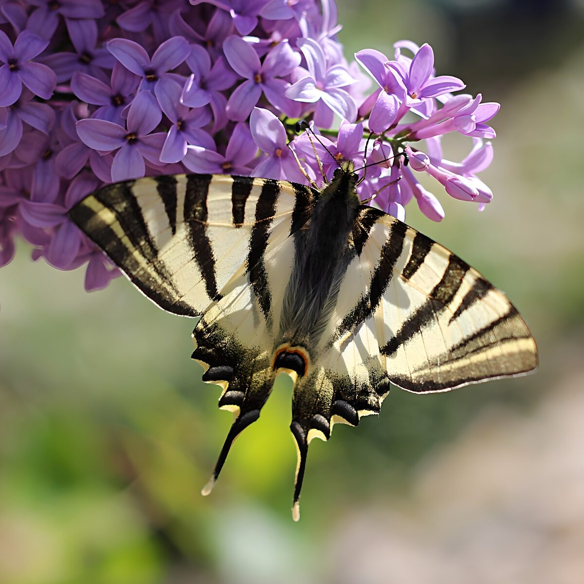 Vlinderspel op paarse bloemen