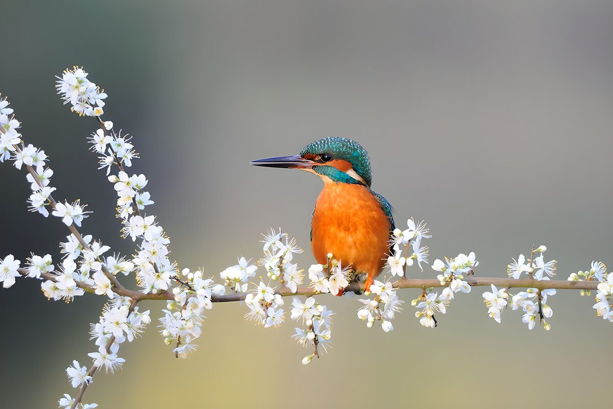 IJsvogel tussen bloesems