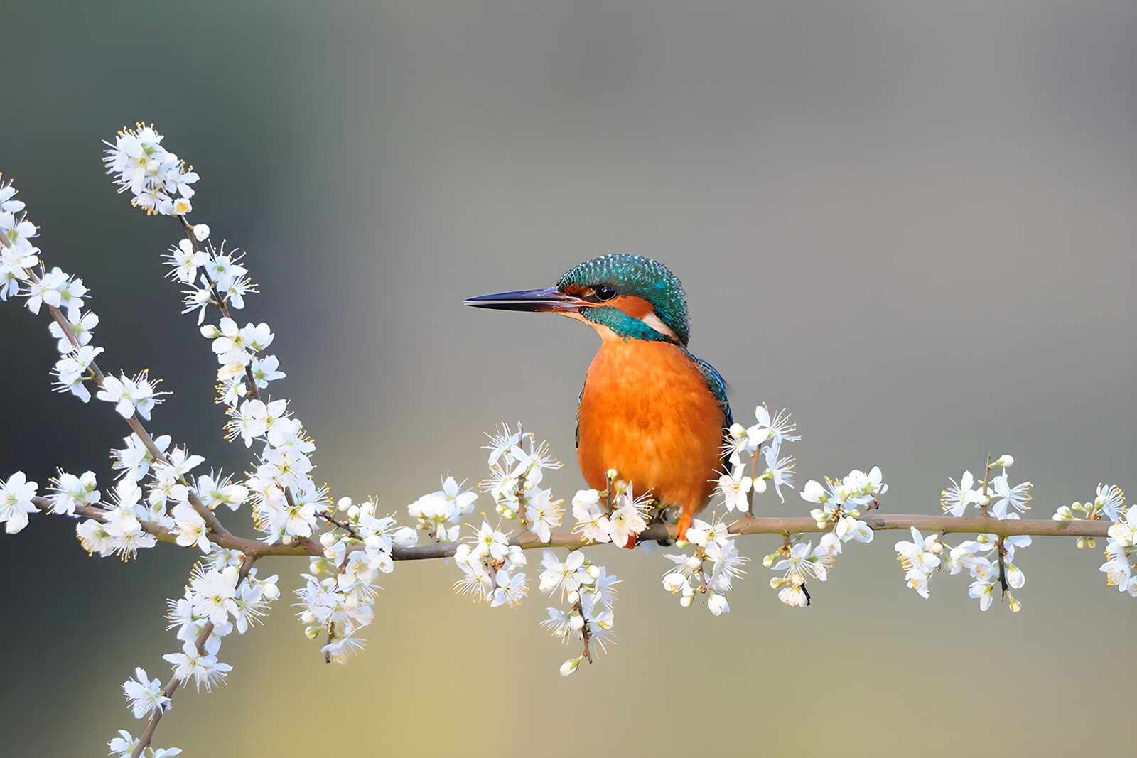CW9122444: IJsvogel tussen bloesems