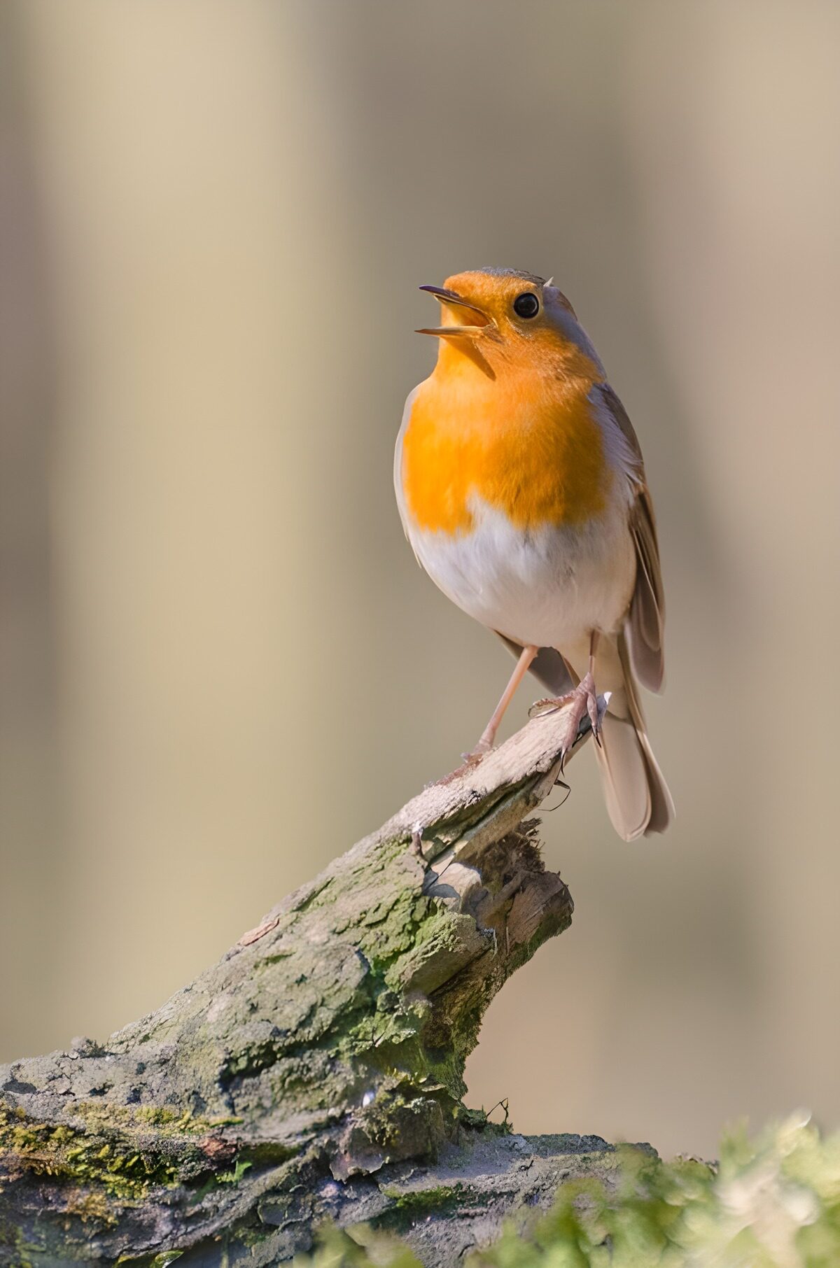 Zingende Roodborst op een Stam