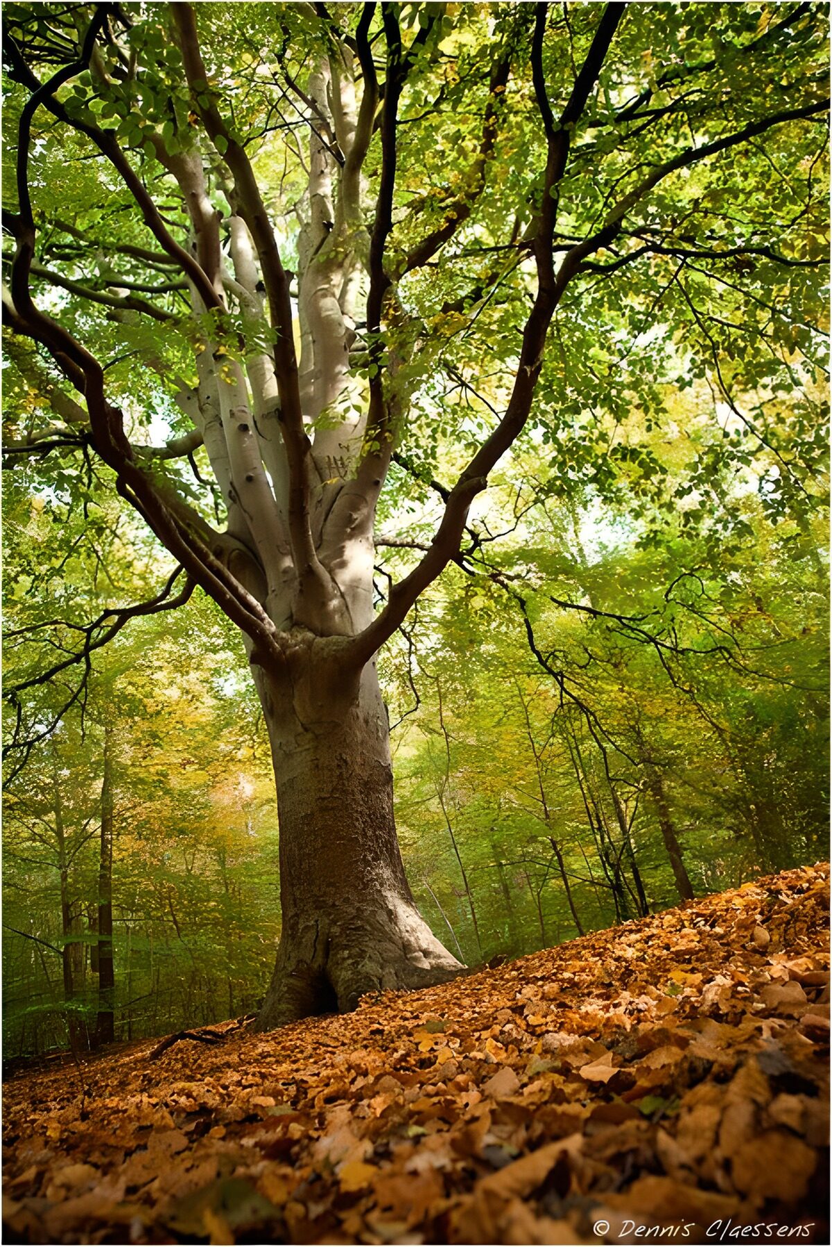 Majestueuze boom in het herfstbos