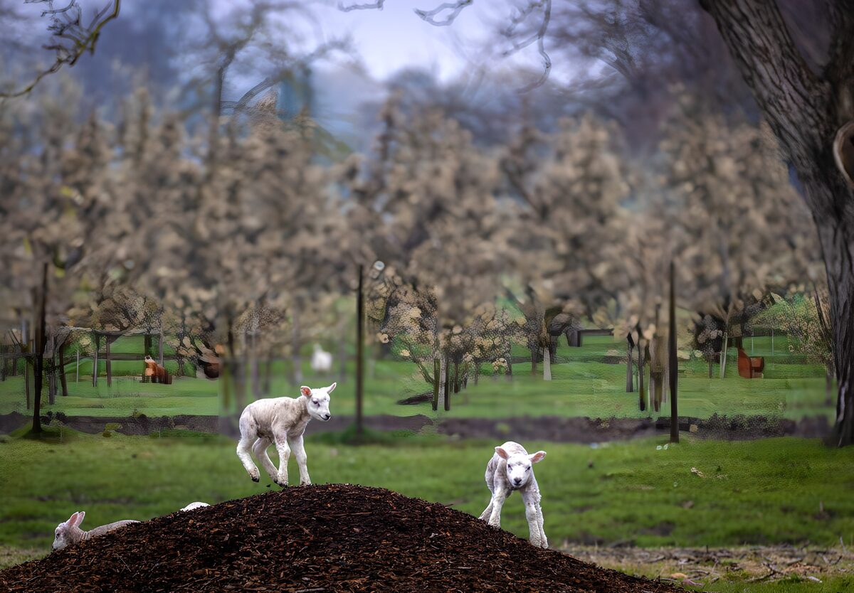 Lambs on a Mulch Hill