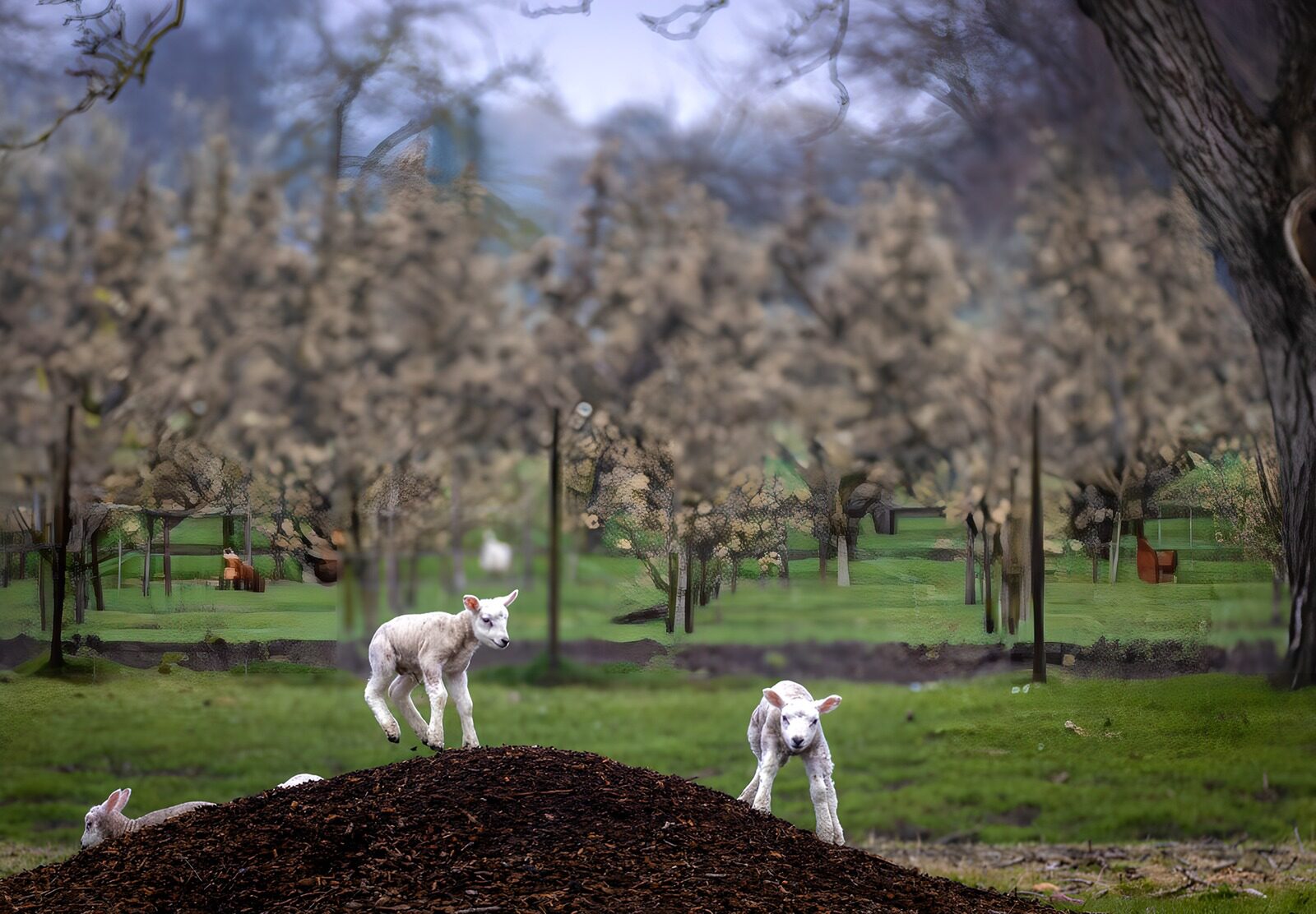 CW8471738: Lambs on a Mulch Hill