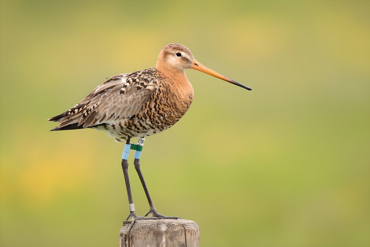 Grutto op een houten paal