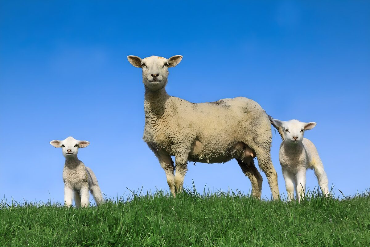 Moeder schaap met lammetjes op de heuvel
