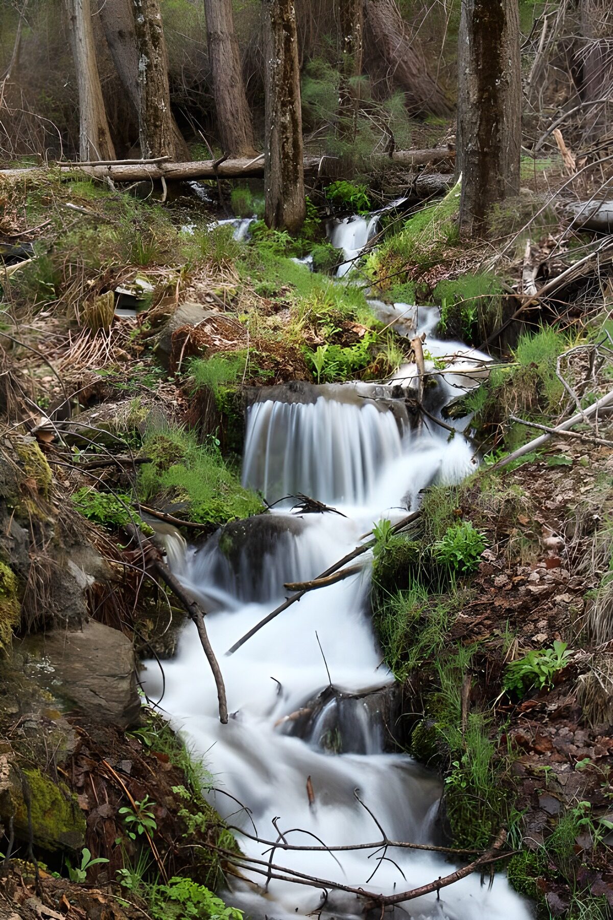 Rustig beekje in het bos