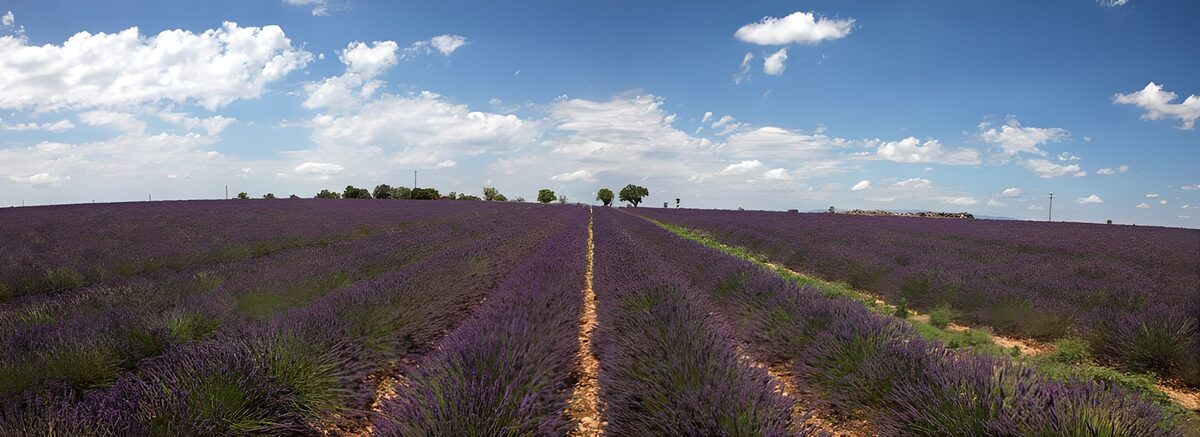 Prachtig Lavendelveld onder een blauwe lucht