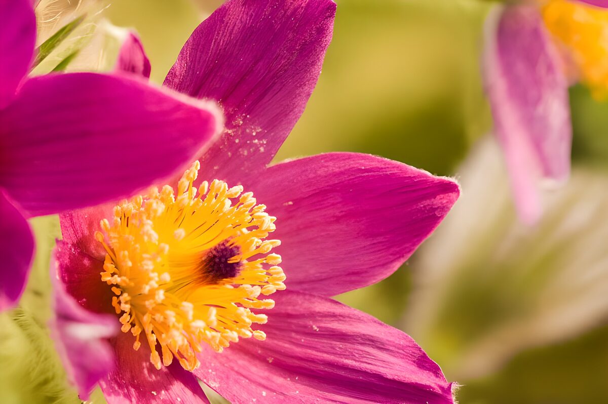 Prachtige paarse bloem in detail
