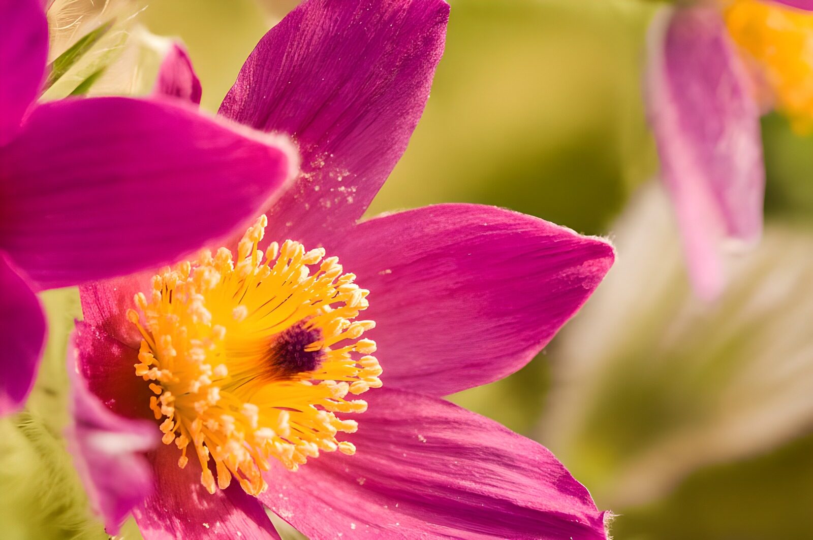 CW2166156: Prachtige paarse bloem in detail