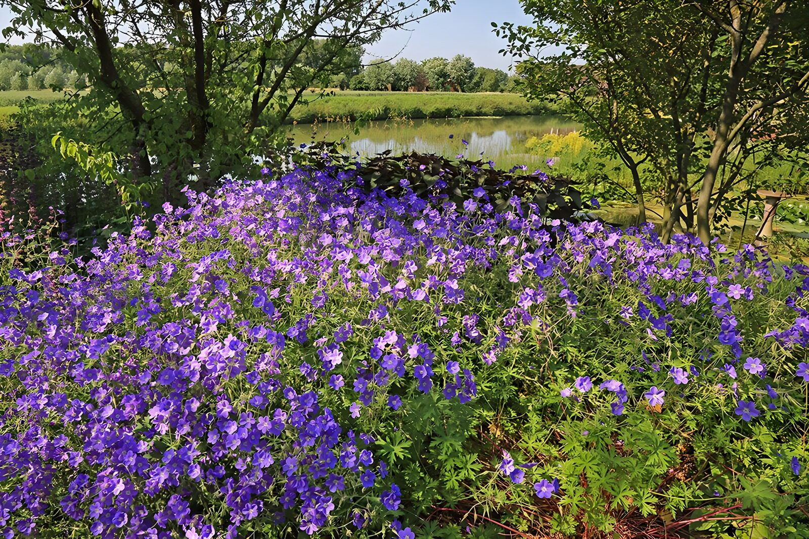 CW2883275: Prachtige paarse bloemen bij het water