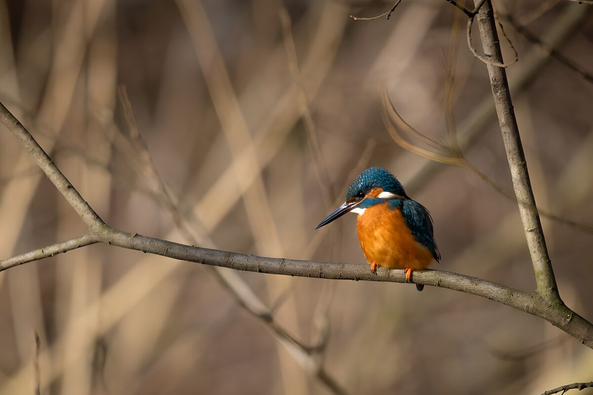 IJsvogel op tak in de natuur