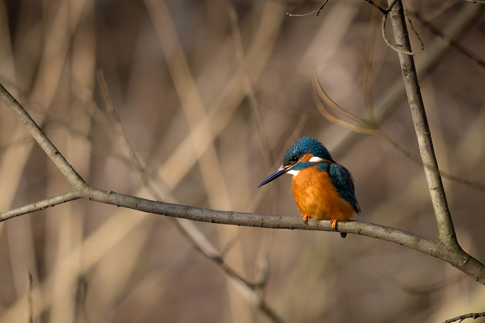 CW7508107: IJsvogel op tak in de natuur